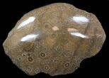 Polished Fossil Coral (Actinocyathus) Head - Morocco #35357-1